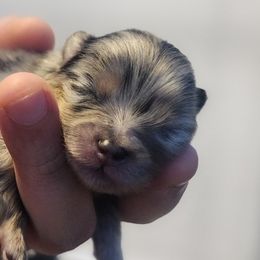 Pomeranians from Raveno Poms