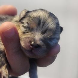 Pomeranians from Raveno Poms