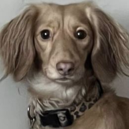 Phoenix - Dachshund