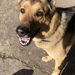 German Shepherds from Jessica Wright's German Shepherds