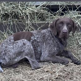Rye - German Shorthaired Pointer