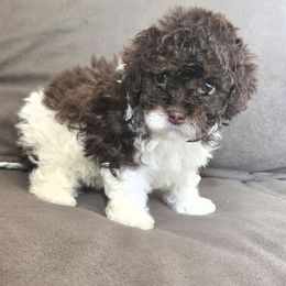 Bentley - Parti male Poodle puppy in Covington, Virginia from A  Gift from above kennel,  LLC