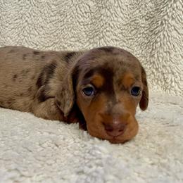 Olive - Chocolate and cream female Dachshund puppy in Granbury, Texas from Bluebonnet Dachshunds, LLC
