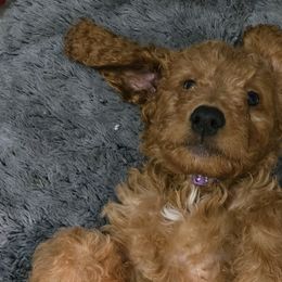 Goldendoodles from Miriam Williams