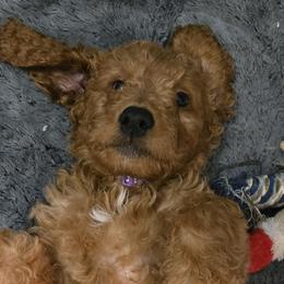 Goldendoodles from Miriam Williams