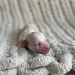 Cruz - Piebald male Dachshund puppy in Blackstone, Virginia from Dainty Dachshunds