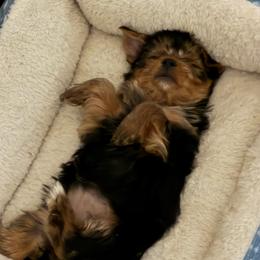 Girl 2 - Black and tan female Yorkshire Terrier puppy in Chino Hills, California from Chino Hills Yorkies