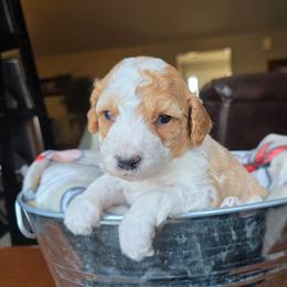 Charm - Red male Cavapoo puppy in Blackfoot, Idaho from Draper Mountain Doodles