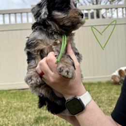 Bernedoodle, Cavalier King Charles Spaniel, and Poodle Puppies from Ellas.Pups (Bernedoodles & Cavapoos)