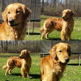 Ging - Golden Retriever