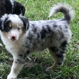 Haylynn - Blue Eyes - Blue merle female Miniature American Shepherd puppy in Westwego, Louisiana from Connie's American Eskimo Dogs and Mini Australian Shepherd Dogs