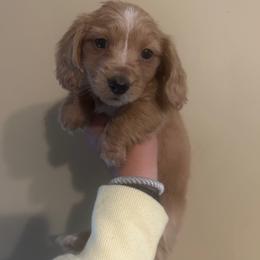 Girl 2 - Fawn (Isabella) female Dachshund puppy in Laurel, Mississippi from BB's Dotsies