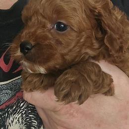 Jack Frost - Red male Cavapoo puppy in Conklin, Michigan from Lake Michigan Couture Cavapoos & Cockapoos