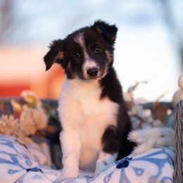 Candy - Tri-color female Border Collie puppy in Conway, Missouri from 2J 2K Border Collies | Maremma Sheepdogs