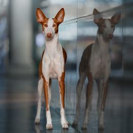 Ibizan Hound All Grown Up from Kiwi Treasures