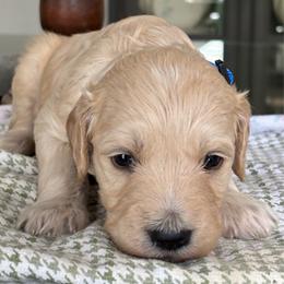 Blue Girl - Cream female Goldendoodle puppy in Colorado Springs, Colorado from Pikes Peak Doodles