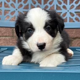 Freya - Black and white female Border Collie puppy in Mckinney, Texas from Border Collies of Ruidoso