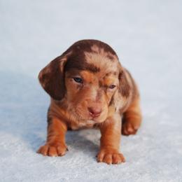 AKC Hennessey - Dapple male Dachshund puppy in Billings, Missouri from Bundles of Joy