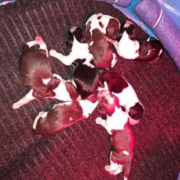 Boy 1 - Liver and white English Springer Spaniel puppy in Illinois from Gentry Springers