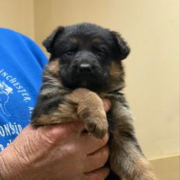 Black red reserved - Black and red female German Shepherd puppy in Winchester, Kentucky from Drache Feld