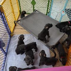Standard Schnauzer Puppies from Dragos Kennel