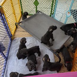Standard Schnauzer Puppies from Dragos Kennel