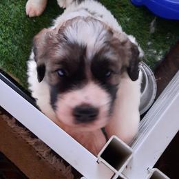 Cavalier King Charles Spaniel and Pyrenean Mastiff Puppies from Norfolk Heritage Farm