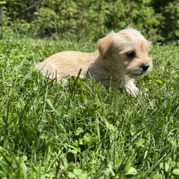 Cleo - White and tan female Morkie puppy in Sandown, New Hampshire from Pawsitive Paws🐾