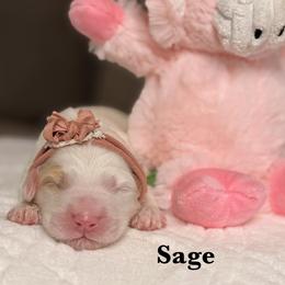 Sage - Cream male Australian Labradoodle puppy in Citrus Heights, California from Elite Blend Labradoodles