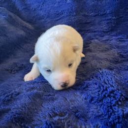 Scarlett - White female Pomsky puppy in Bucyrus, Missouri from Hill Top Pomskies