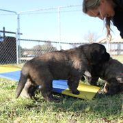 Leonberger Puppies from Tipping Point Leonbergers