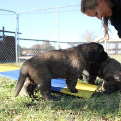 Leonberger Puppies from Tipping Point Leonbergers