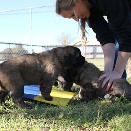Leonberger Puppies from Tipping Point Leonbergers