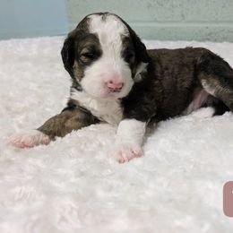 Turkey - Tri-color male Bernedoodle puppy in Harpers Ferry, West Virginia from Harpers Ferry Doodles