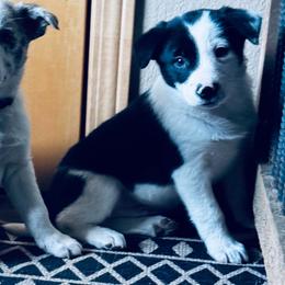 Trix x Latch - Male 1 - Black and white - Black and white male Border Collie puppy in Minden, Iowa from Rocking N Registered Border Collies & Labradors