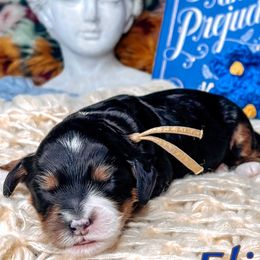 Elizabeth - Black female Australian Labradoodle puppy in Decatur, Alabama from Southern Meadows Doodles