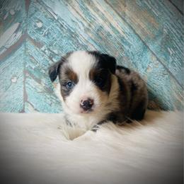 Buck - male Miniature Australian Shepherd puppy in Opelika, Alabama from Haden’s Mini Aussies