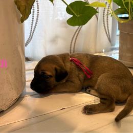 Fendi - Fawn female Great Dane puppy in Aldie, Virginia from High Point Mountain Danes