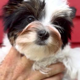 Boy 2 - Black tan and white male Biewer Terrier puppy in Kerhonkson, New York from Arc-en-Ciel Biewers & Maltese