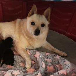 Schipperkes from Walking Hart Schipperkes