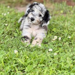 Willow - Merle female Sheepadoodle puppy in Tahlequah, Oklahoma from Mulberry Ridge Doodles