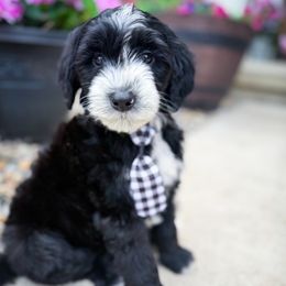 Pongo - Black and white male Sheepadoodle puppy in Marion, Ohio from Doodles & Doxies