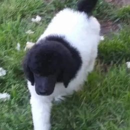 Chihuahua and Poodle Puppies from October Glory Standard Poodles