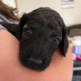 Mocha - Brindle female Poodle puppy in Minneapolis, Minnesota from Sanctus Standards