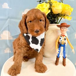 Buzz - Caramel red male Australian Labradoodle puppy in Palmdale, California from Pixie Doodle Paws