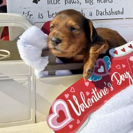 Blaze AKC Boy 3 - Red male Dachshund puppy in Sumrall, Mississippi from JP’s Dachshunds