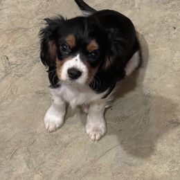 Cavalier King Charles Spaniel Puppies from Herrmann’s Royal Court of Cavalier King Charles Spaniel