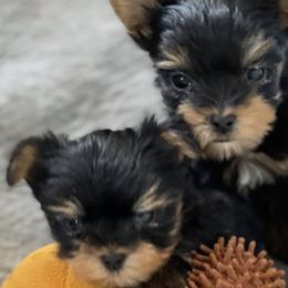 French Bulldogs and Yorkshire Terriers from Purple Heart Yorkies of Oklahoma