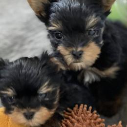 French Bulldogs and Yorkshire Terriers from Purple Heart Yorkies of Oklahoma