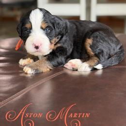 Aston Martin - Tri-color male Bernedoodle puppy in Henry, Illinois from Rowe Farms Doodles